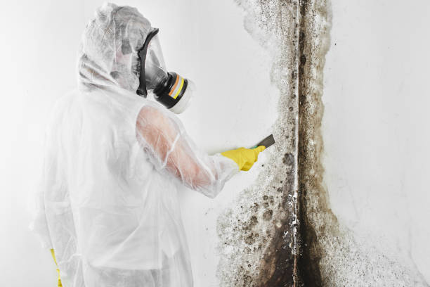 Best Crawl Space Mold Removal  in Northfield, NJ