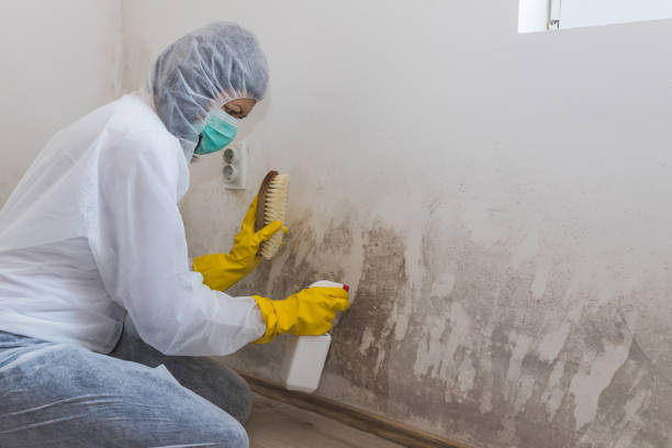 Best Toxic Mold Removal  in Northfield, NJ