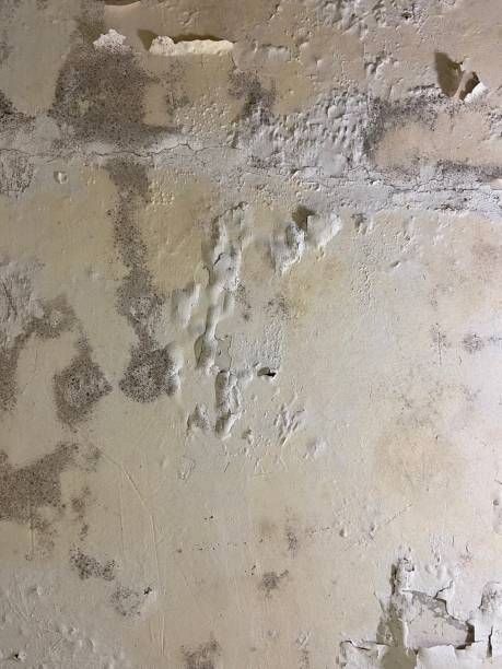 Best Mold Testing  in Northfield, NJ