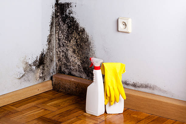 Best Home Mold Removal  in Northfield, NJ